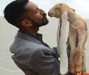 Pakistan की सिम्बा बकरी पूरी दुनिया में सेलिब्रिटी बनकर फेसम हो गई है, Photos में देखिए इसकी खासियत