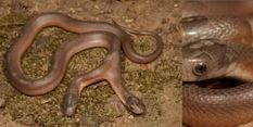 दक्षिण अफ्रीका में मिला दुर्लभ प्रजाति का दोमुंहा सांप, पहली नजर में देखकर भयभीत हुए पकड़ने वाले  