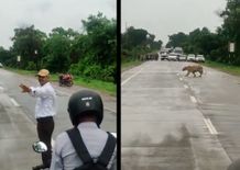 ट्रैफिक पुलिस ने रुकवा दी गाड़ियां, फिर शान से निकली बाघ की सवारी, देखें वीडियो
