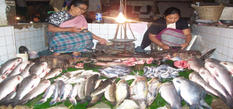 गंगटोक में खुला सिक्किम का पहला घरेलू मछली बाजार, लोक नाथ शर्मा ने किया उद्घाटन