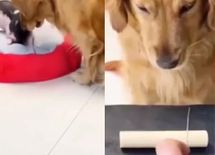 कुत्ते ने दिखाया बड़ा दिल, सुअर को खिला दिया अपने हिस्से का खाना, वीडियो वायरल