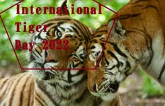 International Tiger Day 2022: आखिरी क्यों हो रही है दुनिया में बाघों की कमी, सिर्फ इतने ही बचे है जिंदा