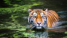 International Tiger Day: बाघों के प्रति बनाई गई खूंखार जानवर की छवि को बदलना ही होगा, जानें टाइगर की यह अनोखी खूबी