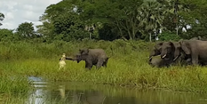 बेबी हाथी को बचाने के लिए मां ने  लिया खतरनाक मगरमच्छ से पंगा, देखें वीडियो