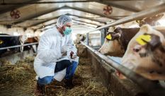 नागालैंड में पशुपालन और पशु चिकित्सा विभाग ने लॉन्च किया टीकाकरण अभियान