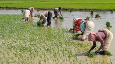 कृषि संकट वाले प्रभाव से निपटने के लिए हिमंता सरकार का बड़ा फैसला, बदलेगा असम में खरीफ सीजन का कैलेंडर

