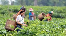 होम्योपैथी अनुसंधान संस्थान ने असम के चाय बागान श्रमिकों के लिए स्वास्थ्य शिविर शुरू किया


