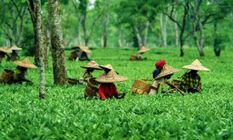 त्रिपुरा में स्थापित होगा चाय नीलामी केंद्र, टीटीडीसी ने देशभर के चाय उत्पादकों की बुलाई बैठक