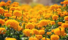 Marigold Flower Importance: घर से मुख्य द्वार पर गेंदा फूल की माला लगाने से मां लक्ष्मी का वास होता है , जानिए महत्व 

