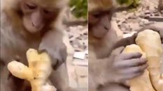 अब बंदर भी जानता है अदरक का स्वाद, वायरल वीडियो देख लोगों के पेट में हुआ दर्द