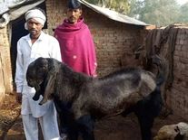 गजबः रोज आधा लीटर दूध देता है ये बकरा, 13 बच्चों का है पिता, कीमत है बस एक करोड़ रुपए