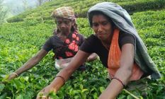 चाय की पत्तियां तोड़ रही महिलाओं पर तेंदुए ने किया हमला 