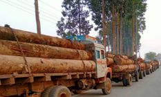 डिब्रूगढ़ में क्रेन के साथ अवैध लकड़ी के कई ट्रक ज़ब्त
