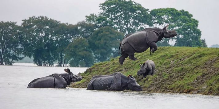 काजीरंगा नेशनल पार्क के जानवरों को बाढ़ से बचाने के लिए बनाए गए 40 नए हाइलैंड्स